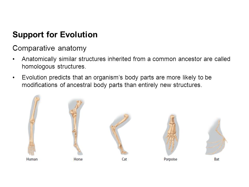 comparative anatomy research paper